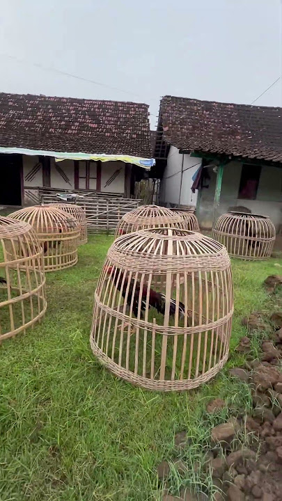 Cintaku ketemu di kandang ayam ftv #ftv #sctv