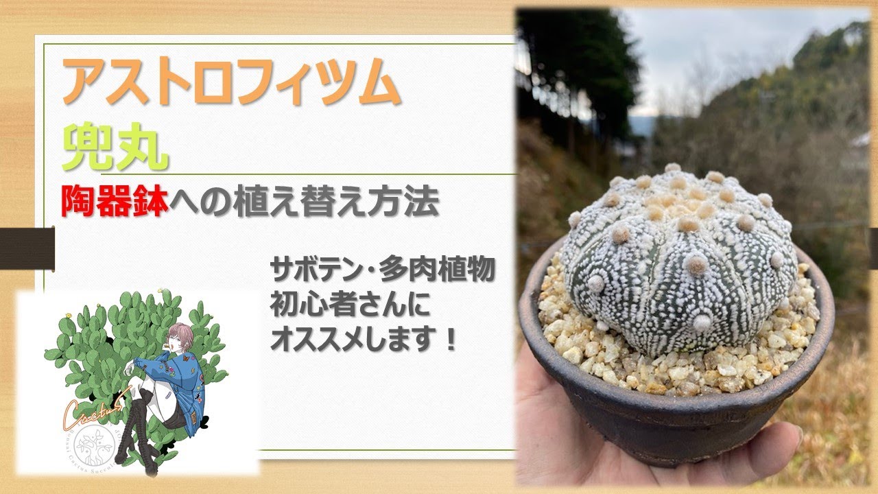 サボテン アストロフィツム 兜丸の植え替え 注意するポイント 管理方法 Youtube