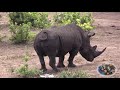 Rhinos Playing Rhino Games.