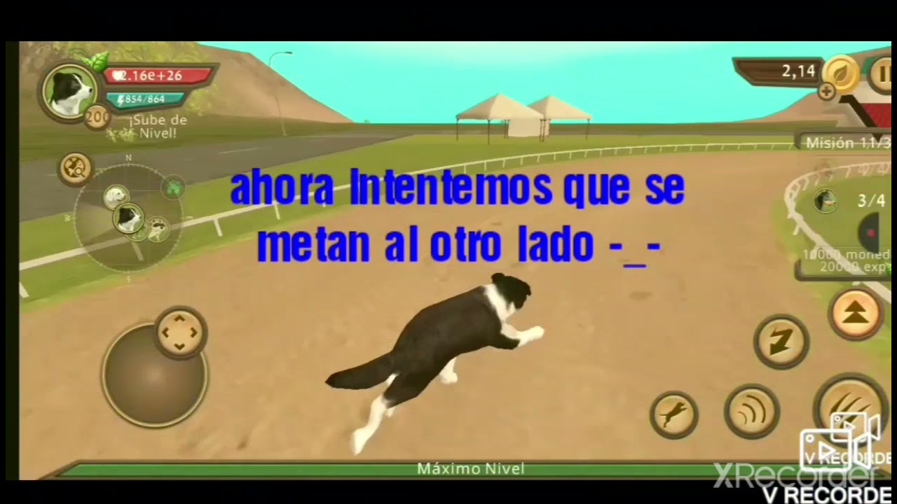 Mostrando 4 bugs de dog sim