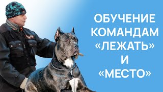 Команда ЛЕЖАТЬ - Команда МЕСТО - Тренировка с собакой - Занятие с кинологом