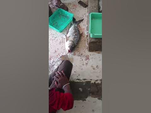 Fish RIP - YouTube