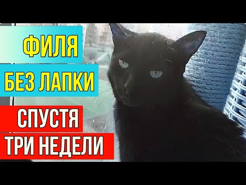 видео: Филя без лапки три недели как с нами.