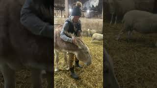 Clyde gets all the love #donkey #farm #animals #funny