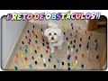 PERRO🐶 vs HUMANO🧑🏻‍🦱! RETO de Obstáculos de COLORES! Anima Dogs