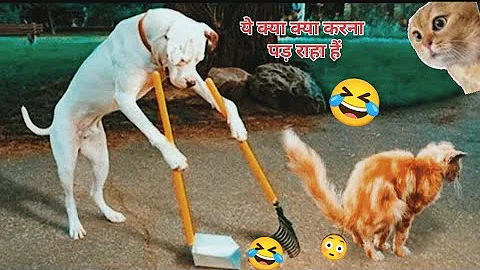 Video 5495341: cute cats dogs hilarious, cat dog fun animal