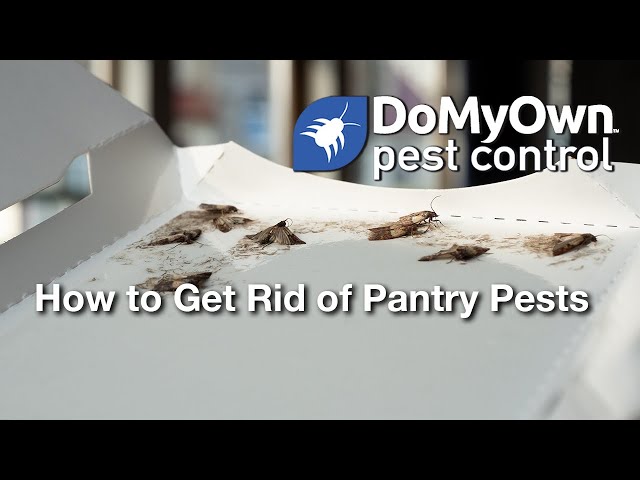 How To: Get Rid of Pantry Moths - Aantex Pest & Termite Control