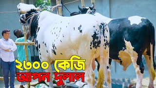 এবার মাটি কাটা ব্যবসায়ীর বিশাল আকারের আপন দুলাল বিশাল দেহী গরু।কোরবানিতে  প্রান্তিক খামারী রেডি