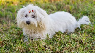 Havanese vs Lhasa Apso: Which Breed Fits Your Lifestyle? PART 2