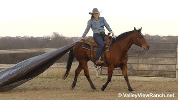 Shane***For info, price, etc., go to our website: ValleyViewRanch.net***