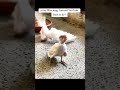 How do you fly, little one? 🐥✨ Baby cockatiel’s funny flying moments you can’t miss!