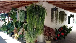 Varanda com muitas plantas