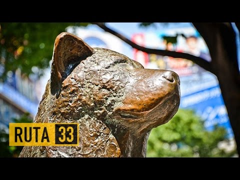 Video: Hachiko: un monumento en Tokio. Monumentos al perro Hachiko en Japón
