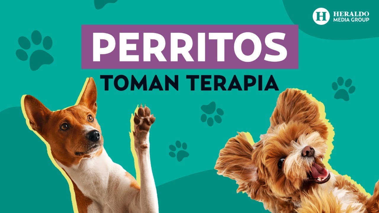 Cuanto tiempo puede estar un perro en la perrera