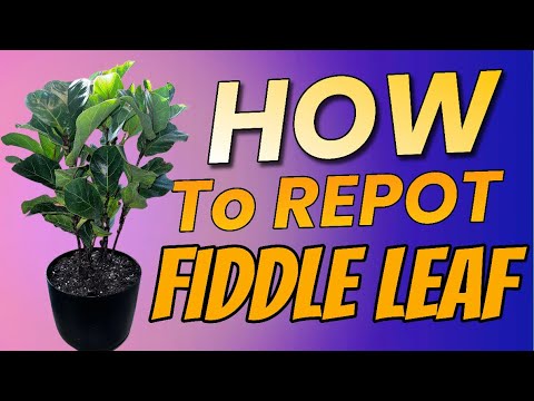 How to Repot a Bambino Fiddle Leaf Fig Tree - Step by Step Guide - YouTube