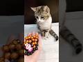 Barsik Cat ASMR 🌈LABUBU Satisfying Beads ReFun#shorts #cat #asmr #cute #oddlysatisfying