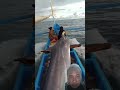 monster black marlin #marlinfishing #short