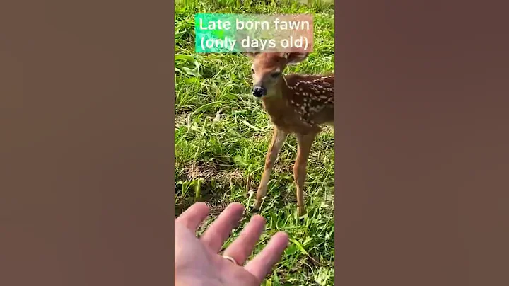 Young fawn runs towards me as I'm working in the f...