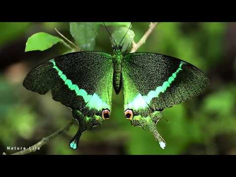 One Of the most beautiful butterfly - emerald swallowtail butterfly