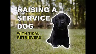 Raising A Service Dog with Tidal Retrievers: 6 Weeks of Age by KeenDog 509 views 4 months ago 2 minutes, 9 seconds