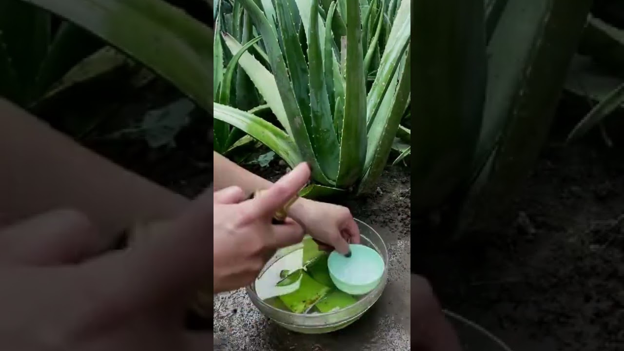 #aloevera