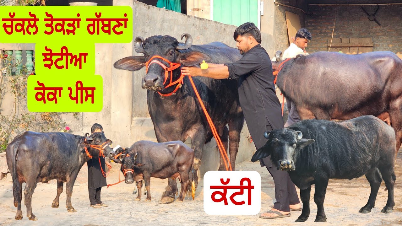 ਤੋਕੜਾਂ ਗੱਬਣਾਂ ਕੋਕਾਂ ਪੀਸ ਝੋਟੀਆ  ਦੋ ਗਾਵਾਂ ਇੱਕ ਝੋਟੀ ਗੱਬਣ ਹੋਣ ਵਾਲੀ ਸਾਰੇ ਪਸ਼ੂ ਪੰਜ ਵਿਕਾਉ ਜਾਇਜ ਰੇਟ ਬਿਲਕੁਲ। 