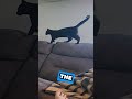 is this cat safe around this dog ?! (@JinxNJok on Reddit)