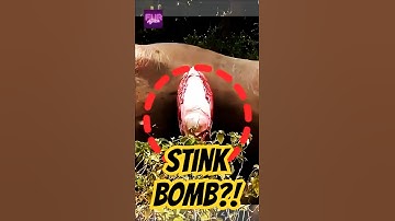 The Gross Truth About Exploding Animals!