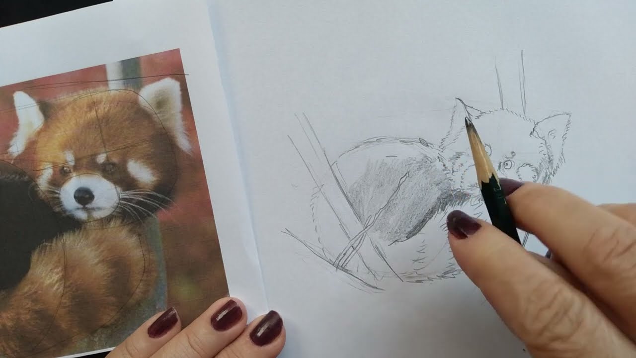 como desenhar capivara realista passo a passo em lápis de cor : 3 de 3 