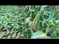 家庭菜園の畑　梅雨に多発する夏野菜の病気と害虫　20/6/14