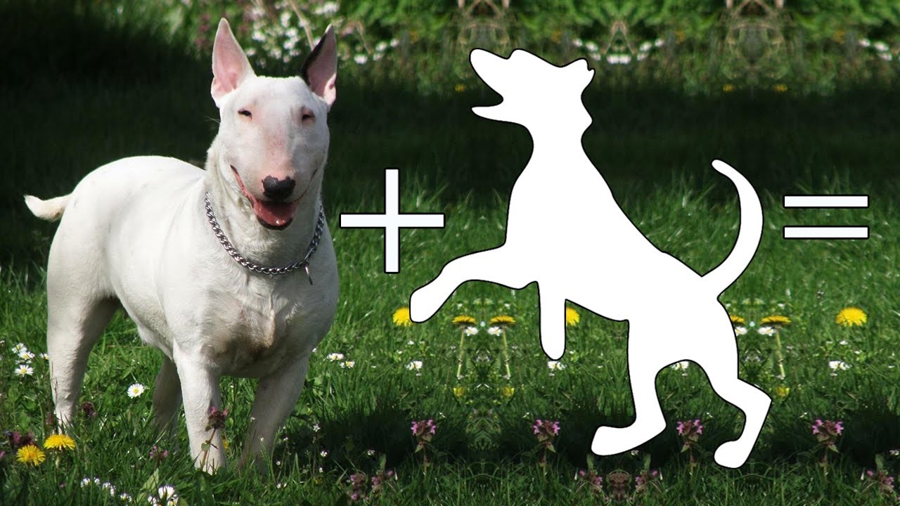 10 Amazing Bull Terrier Mixes That Will Melt Heart - YouTube