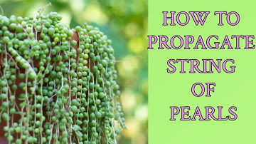Propagate String of Pearls - Quick & Easy!