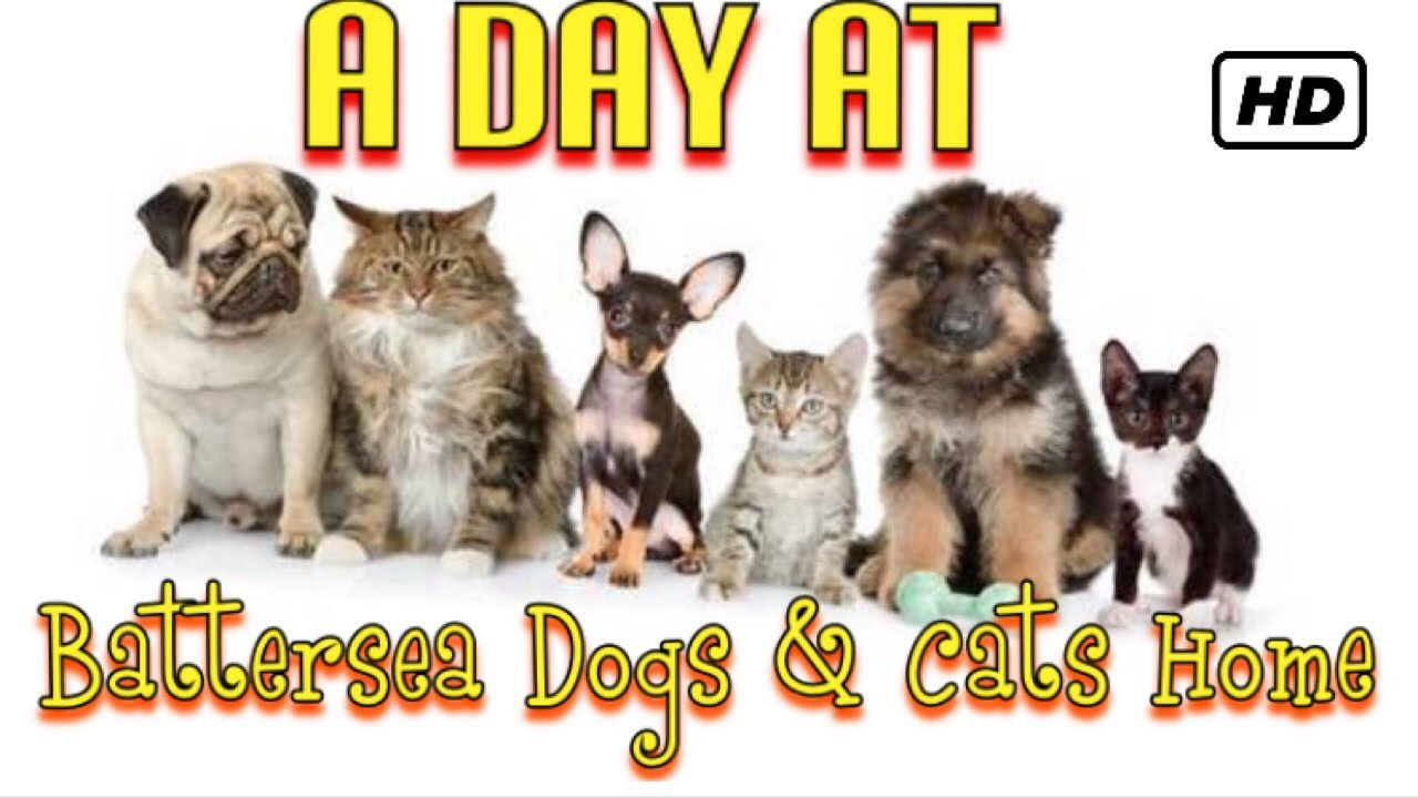 battersea dogs & cats home