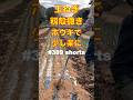 #shorts 【玉ねぎ・籾殻撒き】列間をホウキで少し楽をする。 第389話 #オーガニック栽培 #家庭菜園 #籾殻