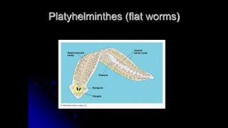 Phylum Platyhelminthes | Kingdom Animalia | STB/MDCAT/N... | Doovi