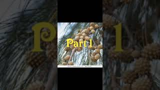Saratha. Our Casuarina Tree . Part 1