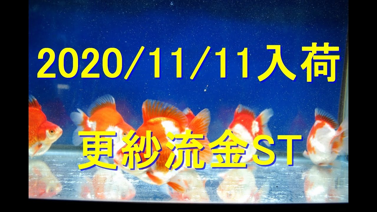 特選金魚販売 京阪錦鯉センター本店