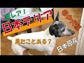【超希少激レア犬種!!!】見たことある!?昔の呼び名は「お雪テリア」!日本テリアSP