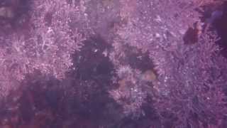 hd spearfishing and abalone sonoma coast