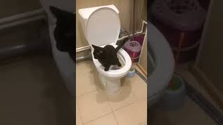 cat goes to the toilet