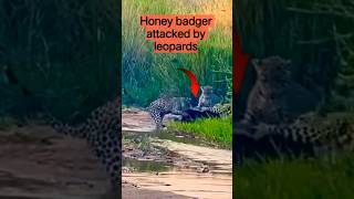 Nature's "Tough Guy"