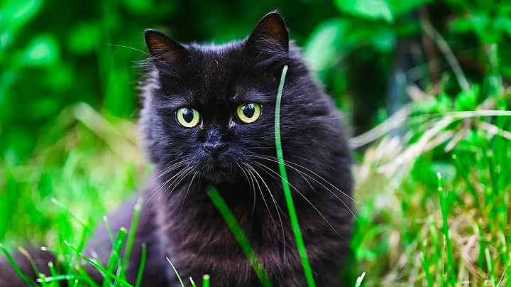 Watch the video about Predator Instinct – Black Norwegian Forest Cat Tracking Prey – Real Sound