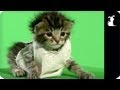 Paw Warz Bloopers - Star Wars Petody ®