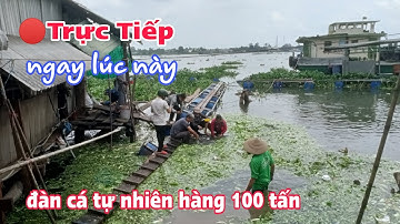 Ngay lúc này tại Sông Vàm Nao đàn cá hàng 100 tấn