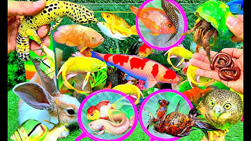 Múc Cá Cảnh, Bắt Các Con Vật Dễ Thương, Cua, Rùa, Cá Koi, Cá Chép Màu Sắc, Cá Vàng, Cuốn Chiếu, Thỏ