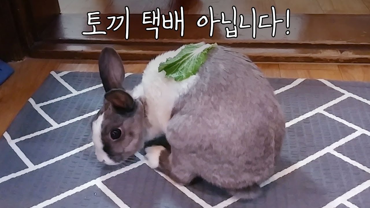 🐰토끼 코난! 그게 뭐니?!!🧐 K-Rabbit Conan, What is it?🤔 - YouTube