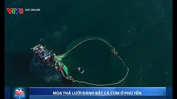 Vẻ đẹp mùa thả lưới đánh bắt cá cơm ở Phú Yên