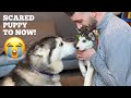 Life With Husky Puppy; From Day One Till Now!! [UNSEEN CLIPS!]