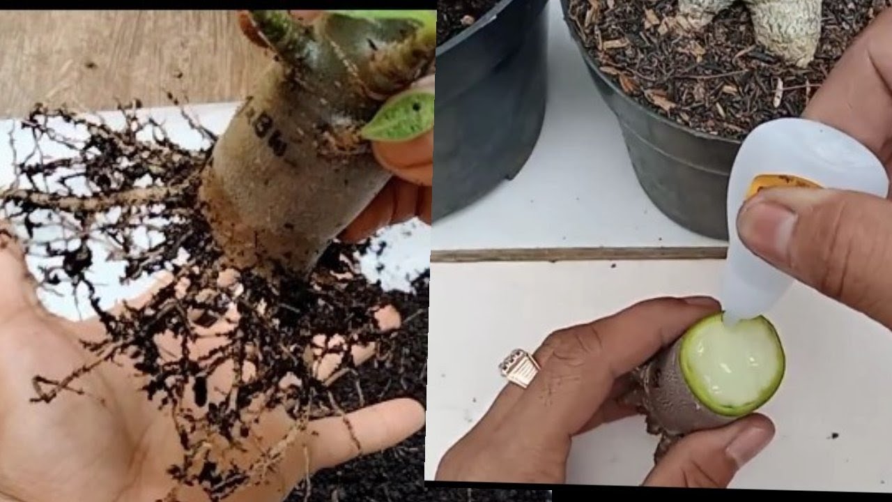 Program akar adenium simpel dengan super glue #adenium #programakaradenium