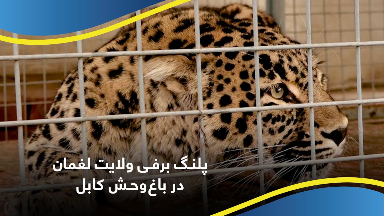 پلنگ برفی ولایت لغمان در باغ‌وحش کابل